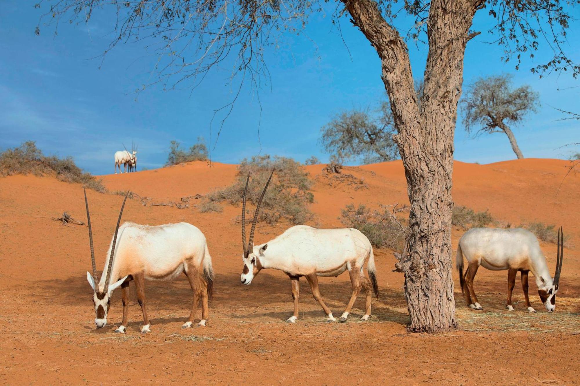 The Ritz-Carlton Ras Al Khaimah, Al Wadi Desert Bagian luar foto Arabian oryx